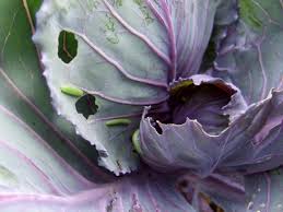 Safe pest control is my mantra. Easy Pest Control Hacks Diy Network Blog Made Remade Diy