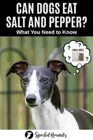 100 What Can Dogs Eat Ideas Can Dogs Eat Dog Food Recipes Homemade Dog Food
