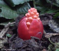 Image result for Balanophoraceae