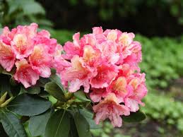 Check spelling or type a new query. Rhododendron Brasilia Inkarho