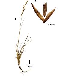 Image result for Agrostis products