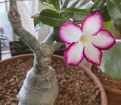 Image result for Adenium