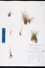 Image result for Eleocharis nigrescens