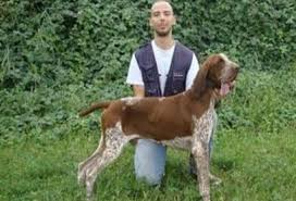 Image result for italský krátkosrstý ohař