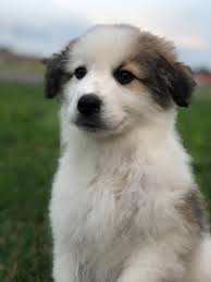 These stoic dogs are a model of courage and patience, but they'll jump into action swiftly if something threatens their great pyrenees are strong, muscular dogs. Australian Shepherd Great Pyrenees Mix Puppy Petfinder