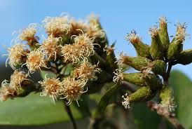 Image result for Ixora longipedunculata