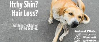Run your hands over every inch of your dog to feel for any lumps or bumps. Sarcoptic Mange Save Your Dog S Skin From Scabies Animal Clinic Of Woodruff Spartanburg Sc