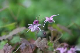 Image result for Vepris grandifolia