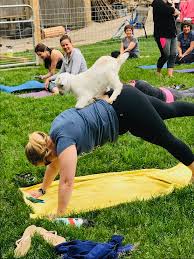 Maybe you would like to learn more about one of these? Baby Goat Yoga Oh Ma Goats Farm