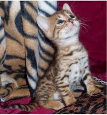 The uniqueness of their breed lies within their bloodlines giving you an animal like no other. Breeder Tips On Bengal Cats Lovetoknow