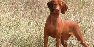 Vizsla Cinsi Kopek Bakimi Ve Ozellikleri
