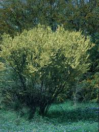 Image result for Thecacoris spathulifolia