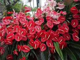 Si Vous Avez L Une De Ces Plantes Dans Votre Maison Prenez En Soin Car Vous Avez Un Tresor Et Vous Ne Le En 2020 Fleurs Rares Calendrier Jardinage Graines De Fleurs