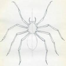 First step for camel kinds drawing: How To Draw Spider Simple Tutorial