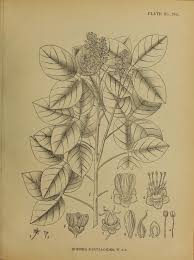 Image result for Rourea coccinea