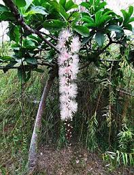 Image result for Barringtonia
