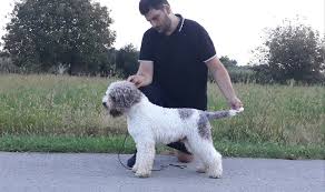 Lagotto romagnolo, the amazing dog from italy! Lagotto Romagnolo Puppies For Sale Ideal Dale Breeding House
