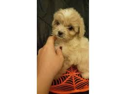 We strive to provide you with the most up to date breeder. 11 Weeks Old Maltipoo Puppies For Sale In Oak Hill Florida Puppies For Sale Near Me