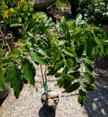 Image result for Fernandoa