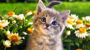 New Cats Wallpapers Download 79 Cute Cat Pics Hd Cute Cats Wallpaper Free Download 1366x768 Wallpaper Teahub Io