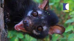 Vava Suresh Capturing 2 Cute Asian Palm Civets Snake Master Epi 178 18 08 2016 Kaumudy Tv Youtube