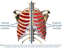 Maybe you would like to learn more about one of these? Rib Cage Muscles Diagram Rib Muscles Diagram Blank Doing Wiring Diagram The New Way Posted On December 22 2018december 22 2018 Cendoo
