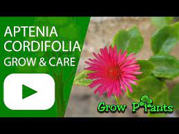 It is easily kept in check and trimmed to shape any time of the year by chopping the succulent runners with a shovel. Aptenia Cordifolia How To Grow Care