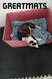 Interlocking Foam Mat For Kids And Home Gym Foam Mats Dog Friendly Flooring Dog Flooring