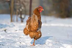 A Chicken In Winter The Seasons Chickens Guide Omlet Uk