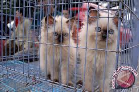Pemerintah indonesia bahkan melarang siapapun memelihara kucing ini. Tiga Kucing Hutan Diselamatkan Dari Perdagangan Ilegal Antara News