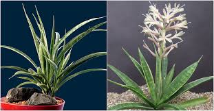 Image result for Sansevieria parva