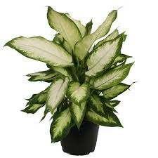Delray Plants Dieffenbachia Camille Easy To Grow Live House Plant 6 Inch Black Grower S Pot Walmart Com Live House Plants Plants Easy Care Plants