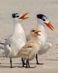 Image result for Lotononis angolensis