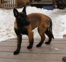 Belgian Malinois Kopek Evcil Hayvanlar Hayvanlar