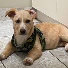 Amber Cottle's Instagram, Twitter & Facebook