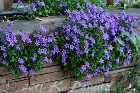 Kaseys Korner Garden Tour Photos Rock Wall Gardens Shade Garden Plants Rock Garden Plants