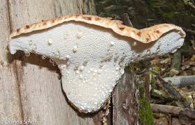 Image result for Polyporus pendulus