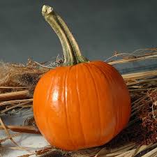 It's not too difficult or expensive, and. Pumpkin Early Abundance F1 Harris Seeds