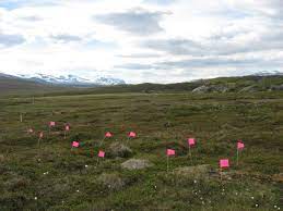 This is a site and a habitat that is literally at the leading edge of climate change, rich said. Vegetation Diversity In Stordalen Mire Northern Ecosystems Research For Undergraduates