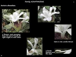 Image result for Barleria oxyphylla
