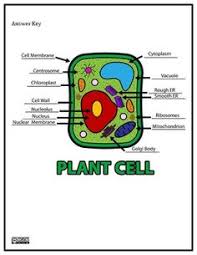 Each organelle performs a specific task that helps keep a cell alive. 7 Best Plant Cell Project Ideas Cells Project Plant Cell Project Plant Cell