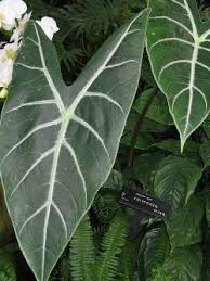 Maybe you would like to learn more about one of these? Alokasie Pflege Der Pflanze Pflanzenfreunde Com