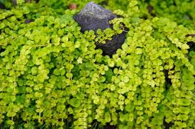 Image result for Lysimachia