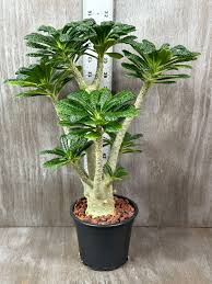 Image result for Dorstenia