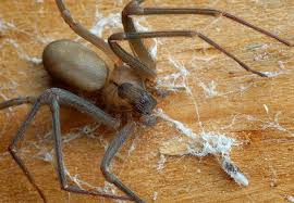 We did not find results for: What Spider Infestations Mean For New York Residents Identify Spiders In New York