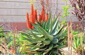 After it's first year in the ground, it can likely go without any supplemental water and still look great. Aloe Ferox Cape Aloe