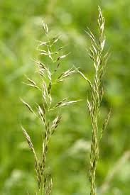 Image result for Trisetopsis milanjianum