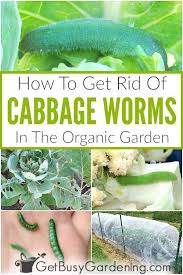 A rich organic soil and regular, steady water encourage the uninterrupted growth that makes fall garlic oil added to the mix kills insects more quickly, and also kills insect eggs. How To Get Rid Of Cabbage Worms Organically Cabbage Worms Garden Pests Broccoli Plant