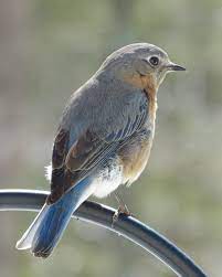 Female eastern bluebird (sialia sialis) closeup with a green background., female bluebird eastern. Female Eastern Bluebird Feederwatch