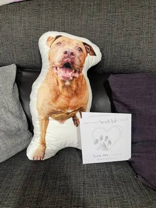 11 Signs Your Dog is Nearing the End. See more... 👇